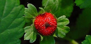 Indiai szamóca (<i>Duchesnea indica</i>)