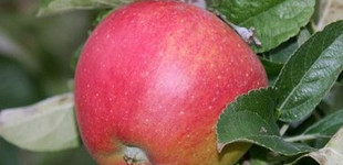 'Pilot' alma (<i>Malus domestica</i> ''Pilot'')