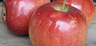 'Freedom' alma (<i>Malus domestica</i> ''Freedom'')