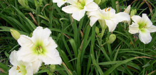 Sásliliom fehér (<i>Hemerocallis sp.</i> 'Gentle Shepherd')