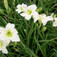 Sásliliom fehér (<i>Hemerocallis sp.</i> 'Gentle Shepherd')