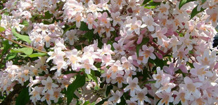 Viráglonc (<i>Kolkwitzia amabilis</i>)