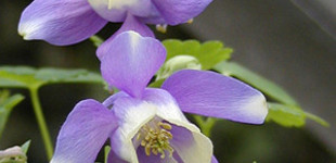 Japán harangláb (<i>Aquilegia flabellata</i>)