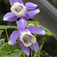 Japán harangláb (<i>Aquilegia flabellata</i>)