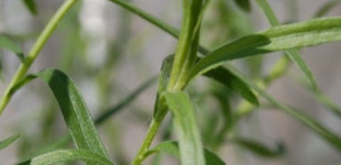 Tárkony (<i>Artemisia dracunculus</i>)