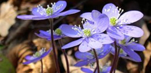 Májvirág (<i>Hepatica nobilis</i>)