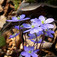 Májvirág (<i>Hepatica nobilis</i>)