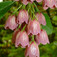Csengőbojt (<i>Enkianthus campanulatus</i>)