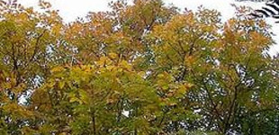 Virágos kőris (<i>Fraxinus ornus</i>)