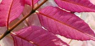 Árbocfa (<i>Toona sinensis</i>)