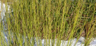Sárga vesszőjű som (<i>Cornus stolonifera</i> 'Flaviramea')