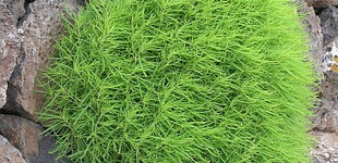 Vesszős seprűfű (<i>Kochia scoparia</i>)