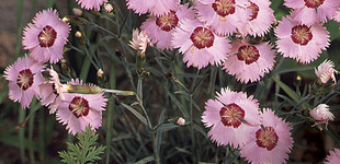 Mezei szegfű (<i>Dianthus deltoides</i> 'Arctic Fire')