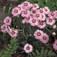 Mezei szegfű (<i>Dianthus deltoides</i> 'Arctic Fire')