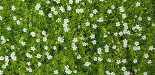 Szálkás zöldhúr (<i>Sagina subulata</i>)