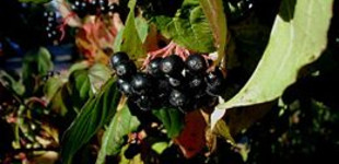 Veresgyűrű som (<i>Cornus sanguinea</i>)