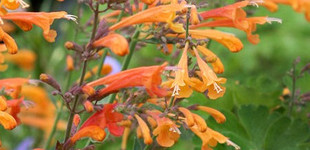 Narancssárga izsópfű (<i>Agastache aurantiaca 'Apricot Sprite'</i>)