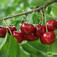Cseresznye (<i>Cerasus avium</i> 'Margit')