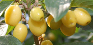 Som (<i>Cornus mas</i> 'Lutea')