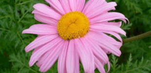 Margitvirág (<i>Chrysanthemum coccineum</i>)