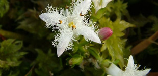 Keserű vidrafű (<i>Menyanthes trifoliata</i>)