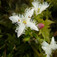 Keserű vidrafű (<i>Menyanthes trifoliata</i>)