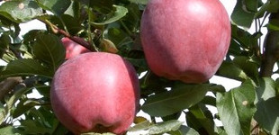 'Redspur Delicious' alma (<i>Malus domestica</i> ''Redspur Delicious'')