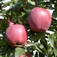 'Redspur Delicious' alma (<i>Malus domestica</i> ''Redspur Delicious'')