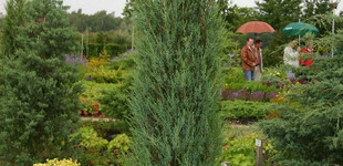Sziklás-hegységi boróka (<i>Juniperus scopulorum</i> 'Blue Arrow')