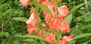 Kerti nenyúljhozzám (<i>Impatiens balsamina</i>)