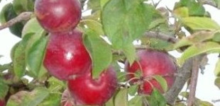 'Close' alma (<i>Malus domestica</i> ''Close'')