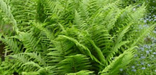 Erdei hölgypáfrány (<i>Athyrium  filix- femina</i>)