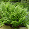 Erdei hölgypáfrány (<i>Athyrium  filix- femina</i>)