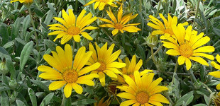 Záporvirág (<i>Gazania sp.</i>)