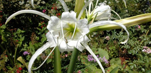 Pókliliom (<i>Hymenocallis calathina</i>)