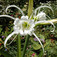 Pókliliom (<i>Ismene festalis</i>)