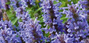 Macskamenta (<i>Nepeta nervosa 'Blue Carpet'</i>)