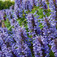 Macskamenta (<i>Nepeta nervosa 'Blue Carpet'</i>)