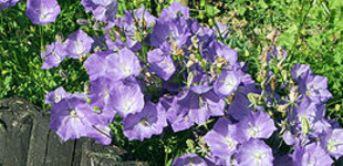 Kárpáti harangvirág (<i>Campanula carpatica</i>)