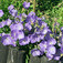 Kárpáti harangvirág (<i>Campanula carpatica</i>)