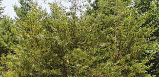 Virginiai boróka (<i>Juniperus virginiana</i>)