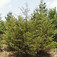Virginiai boróka (<i>Juniperus virginiana</i>)