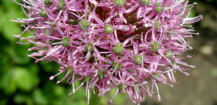 Díszhagyma (<i>Allium sp.</i>)