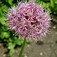 Díszhagyma (<i>Allium sp.</i>)
