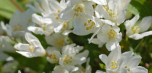 Fehér virágú gyöngyvirágcserje (<i>Deutzia gracilis</i> 'Nicco')