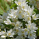Fehér virágú gyöngyvirágcserje (<i>Deutzia gracilis</i> 'Nicco')