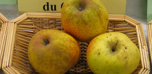 'Kanadai renet' alma (<i>Malus domestica</i> ''Reinette blanche du Canada'')