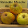 'Kanadai renet' alma (<i>Malus domestica</i> ''Reinette blanche du Canada'')