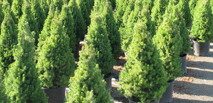Cukorsüveg fenyő (<i>Picea glauca</i> 'Conica')