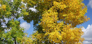 Amerikai kőris (<i>Fraxinus pennsylvanica</i> ''Patmore'')